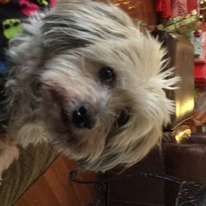 Meet your Posher, Deb